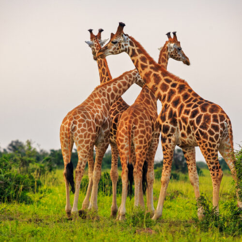 10 Days Uganda Wildlife and Primate Safari