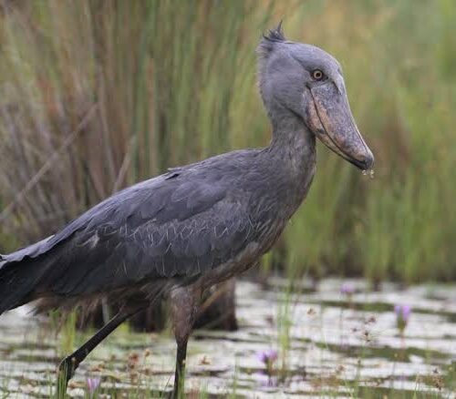 16-Day Uganda Birding Tour – The Ultimate Birding Experience