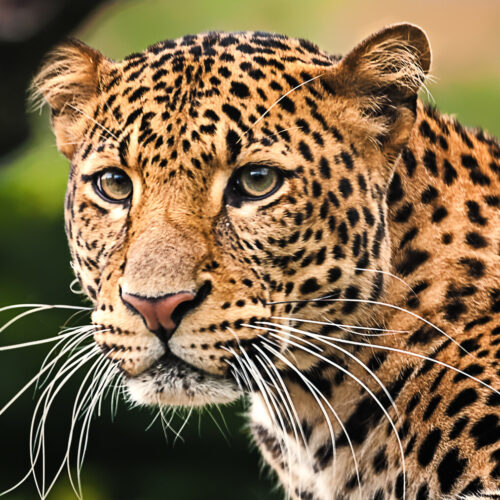 12 Days of Mountain Gorillas, Chimpanzees and the African Big 5