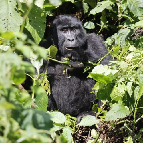 5 Day Gorilla Rwanda Safari
