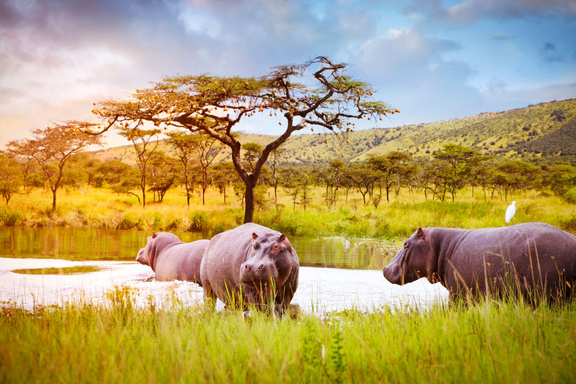 Akagera National Park-ruku safaris (2)
