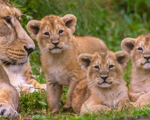 3 Days Akagera National Park Safari