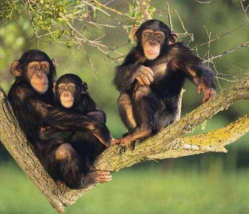6 Days Gorilla & Chimpanzee Safari