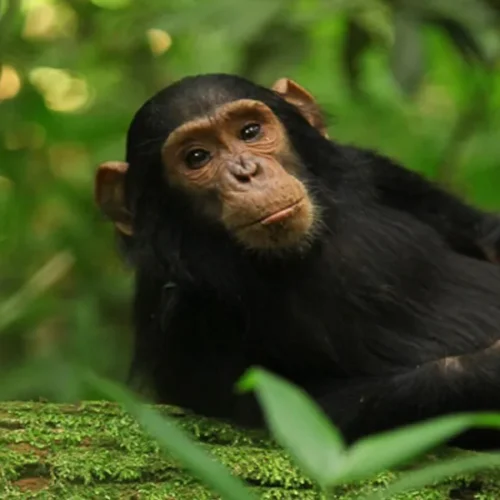 7 Days Uganda Wildlife & Primate Safari