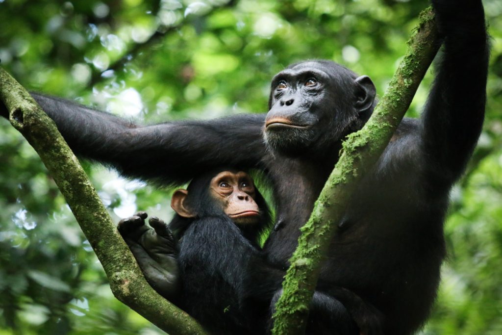 Kibale Forest NP – Ruku safaris (4)