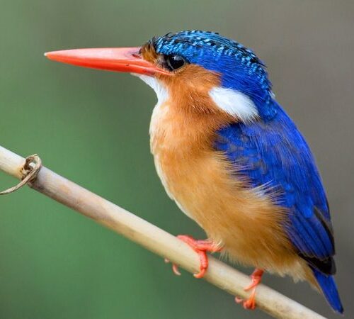 16 Days Pearl of Africa Safari