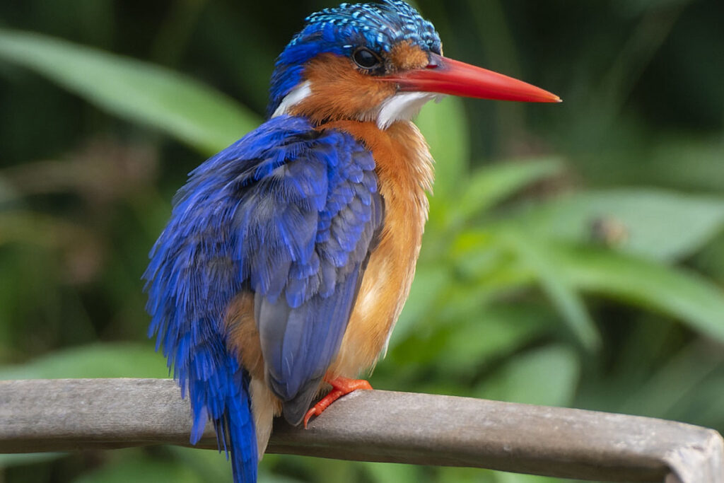 Lake Mburo- ruku safaris (3)
