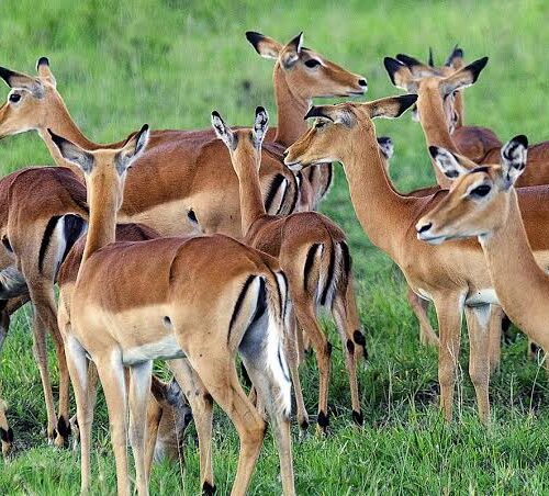 14 Days Uganda Grand Wildlife Safari