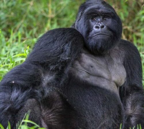 10 Days Best of Uganda Safari – Gorilla Trekking, Chimpanzee Tracking, Wildlife & Culture