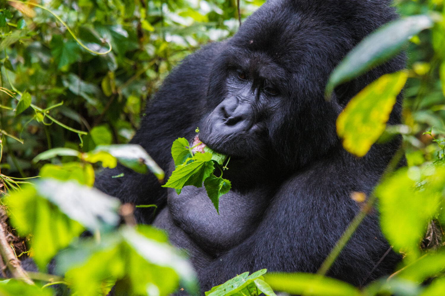 Mgahinga Gorilla National Park-ruku safaris (4)