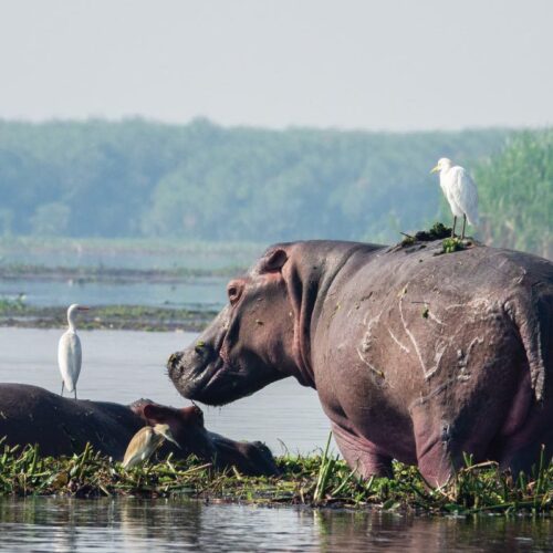 5Days Uganda Wildlife Safari