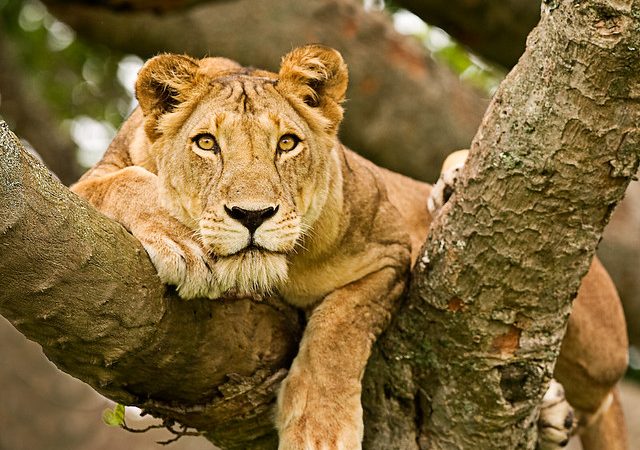 Queen Elizabeth- Ruku safaris (1)