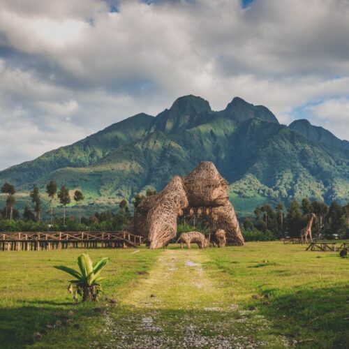 6 Days Rwanda Safari – Gorilla & Golden Monkey Trekking, Chimpanzee & Colobus Tracking