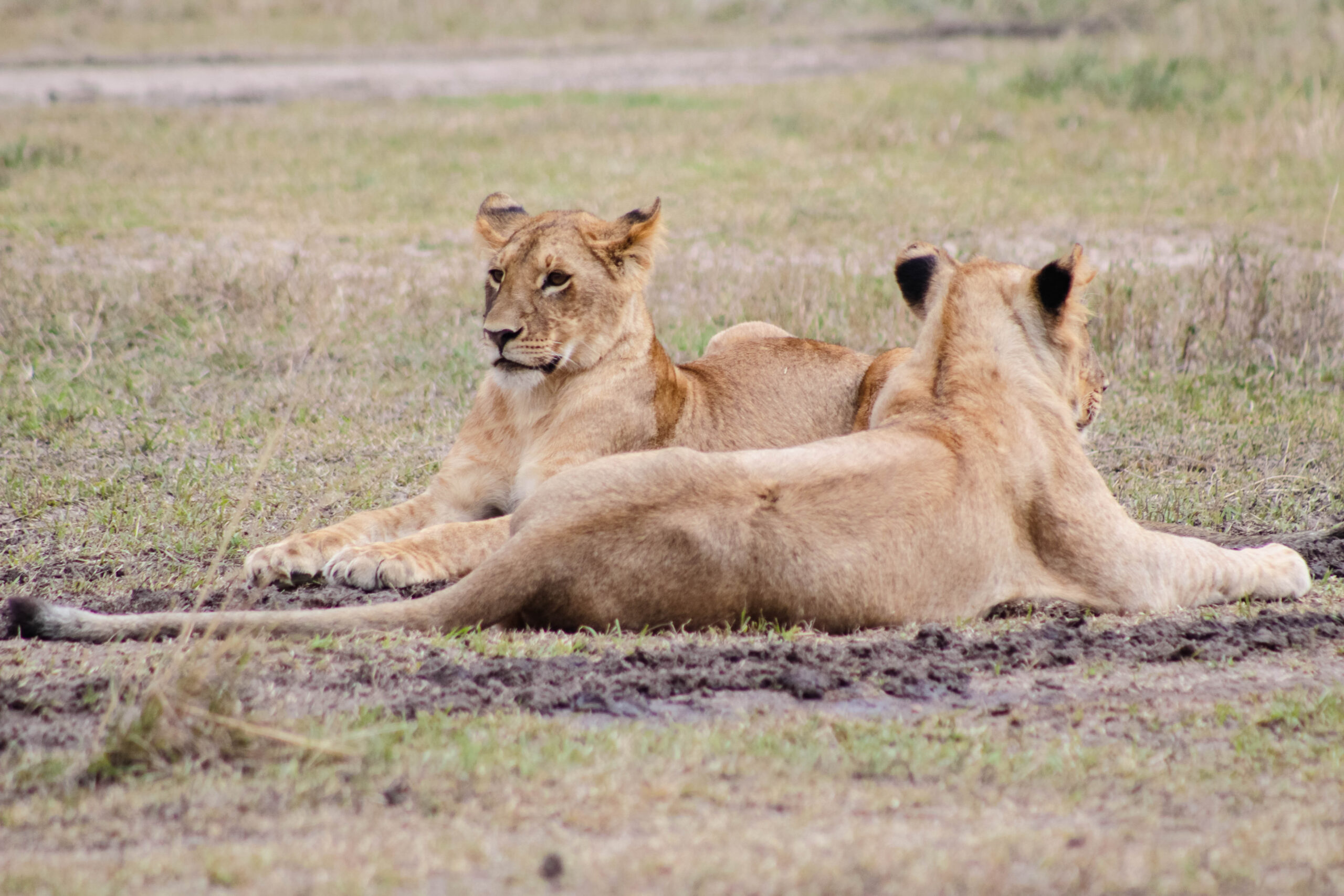 kidepo valley national park Ruku safaris 1