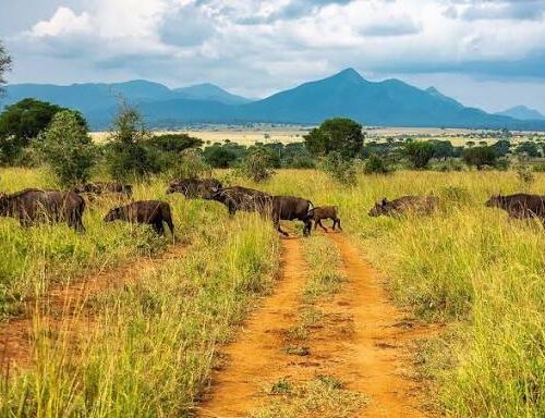 7 Days Mount Elgon Combined Wildlife & Cultural Safari